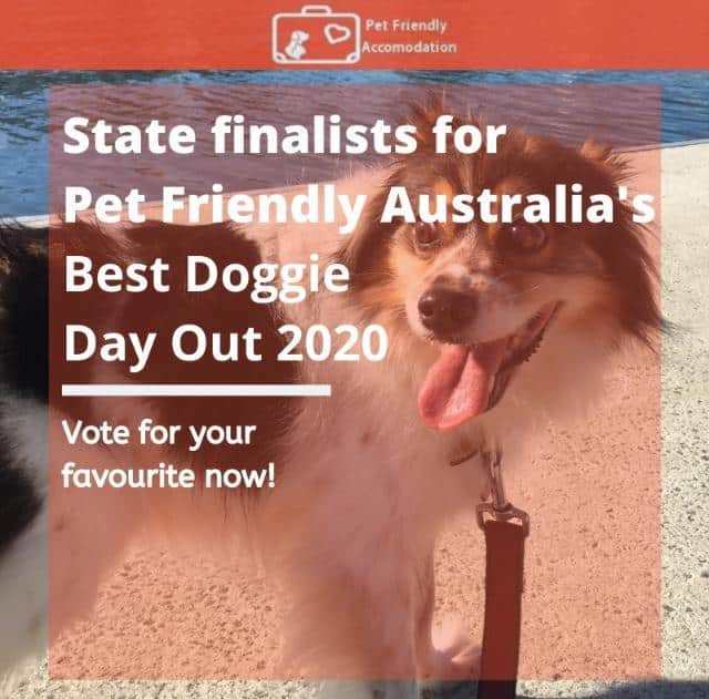 Best Doggie Day Out