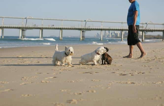 The Best Places To Take Your Pet On The Gold Coast