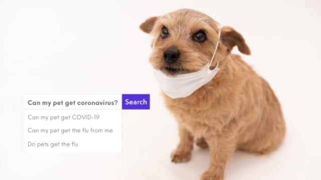 pets and coronavirus
