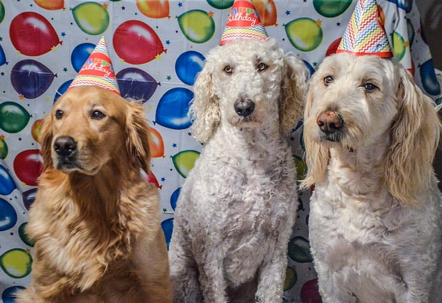 Pet Friendly Celebration Ideas