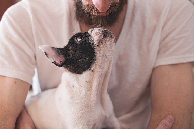 Self-isolating With Pets