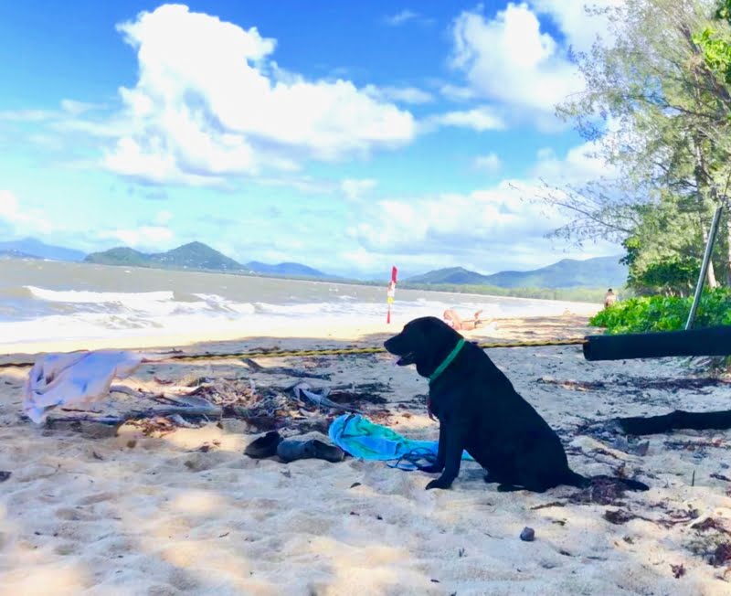 Post Iso Trips With Your Pet (1)