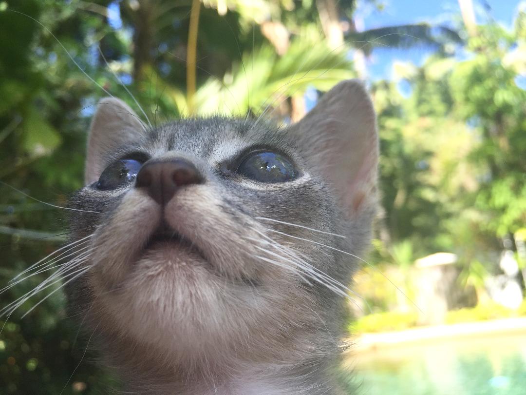 Cat-Friendly Accommodation Victoria