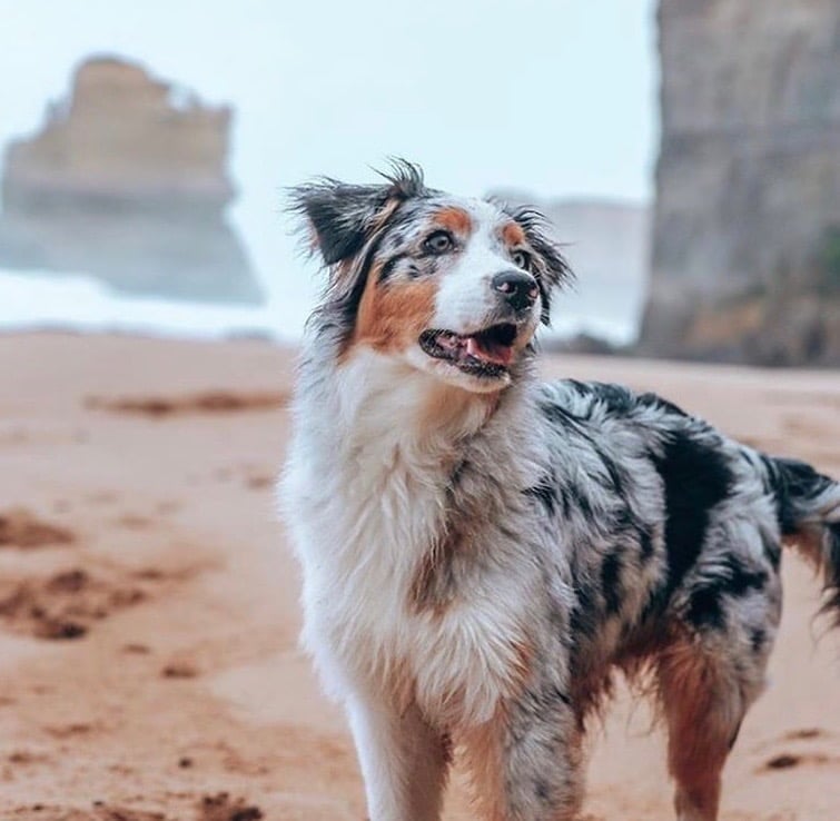 Dog Friendly Walks On The Great Ocean Road (1)