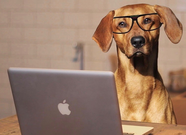 Working From Home With Pets (2)