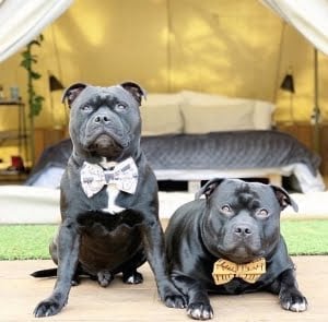 Pet Friendly Glamping In Australia