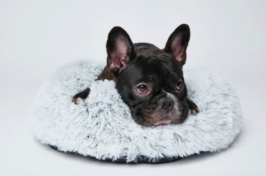 Calming Dog Bed