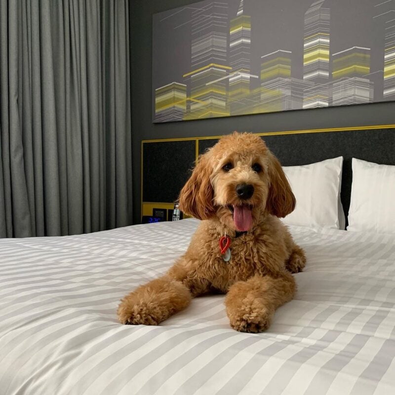 Citadines Perth Pawfect Staycation 2