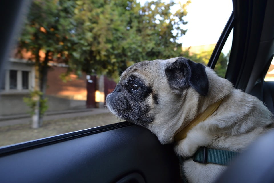 Top 5 Essentials For Travelling With Dogs