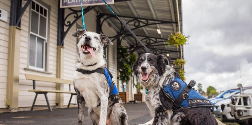 Pets On Board the Mary Valley Rattler