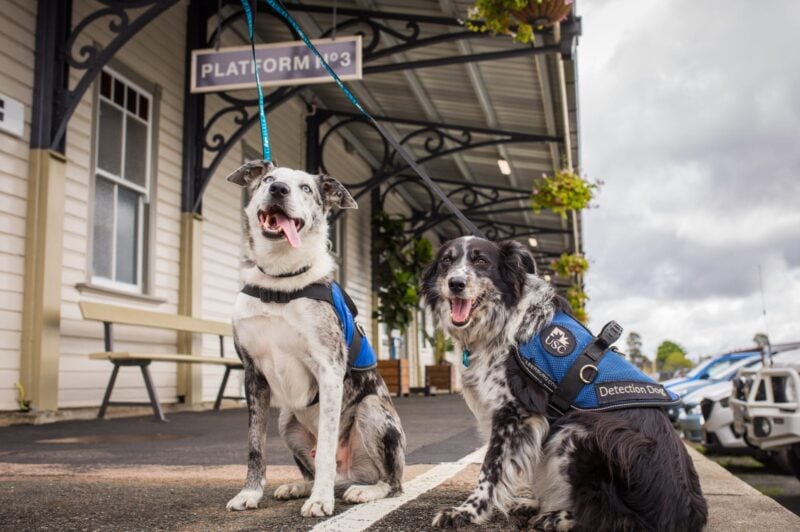 Pets On Board the Mary Valley Rattler