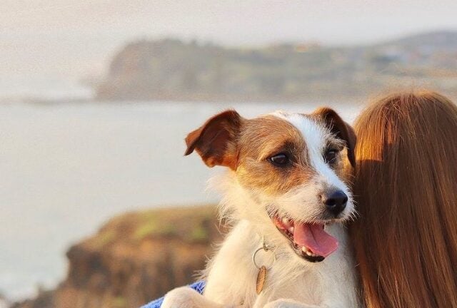 Flying With Pets In Australia