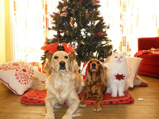 Travelling With Pets Over Christmas