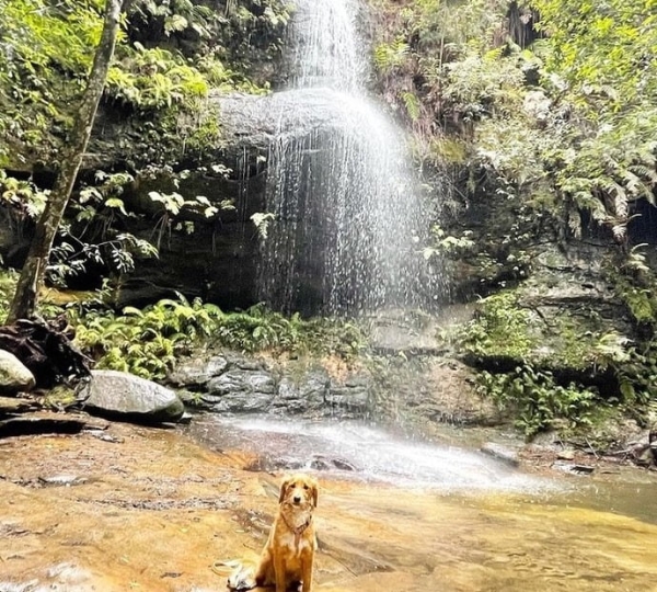 7 Best Dog Walks in the Blue Mountains Pet Friendly