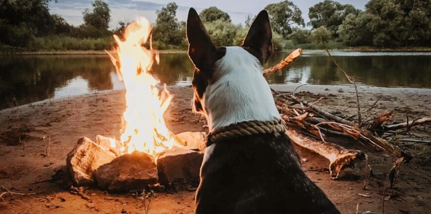 Camping With Dogs Qld