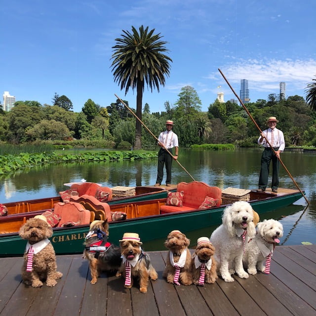 Pets On The Punt 3