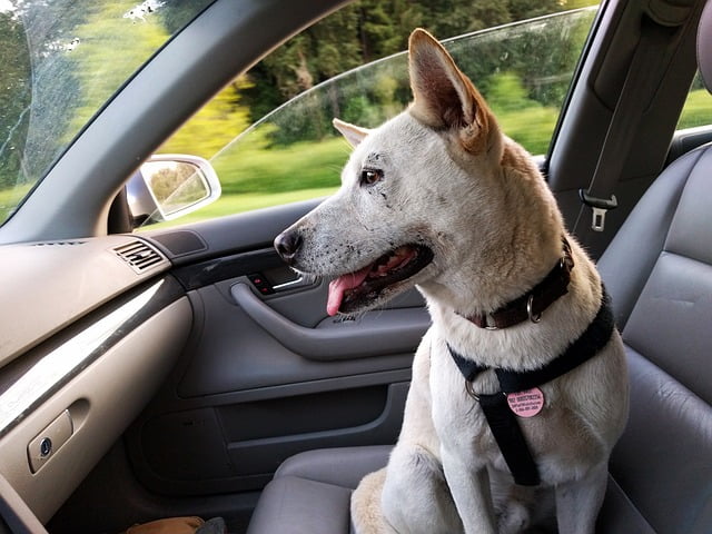 Travelling With A Reactive Dog