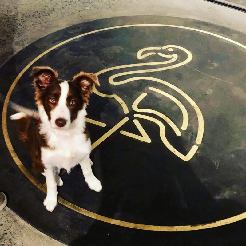 Pints And Pooches At The Illinois