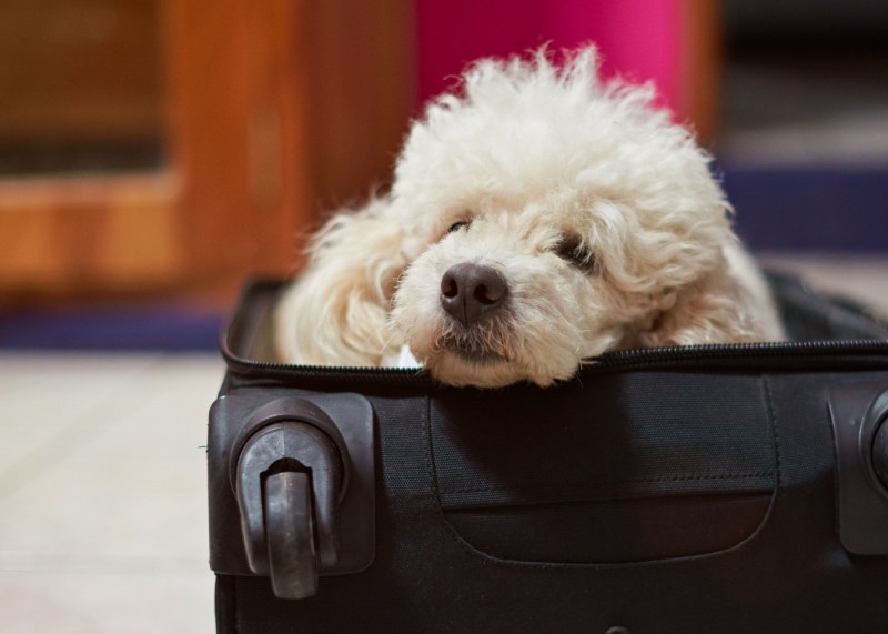 5 Life Hacks For Travelling With Your Dog