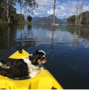 Dog Friendly Camping Queensland