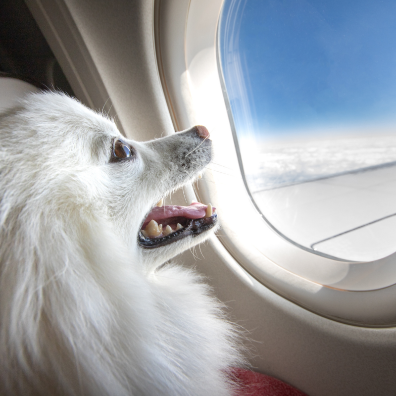 Taking Your Dog On Planes Pros And Cons