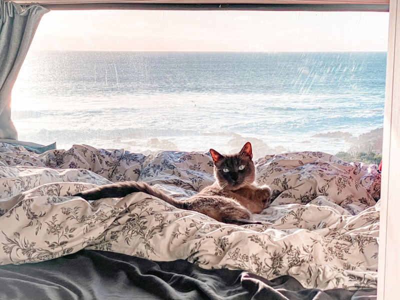How to Get Cats Accustomed to Travelling