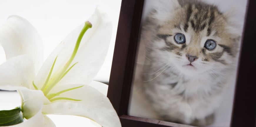 8-Ways-to-commemorate-your-pet