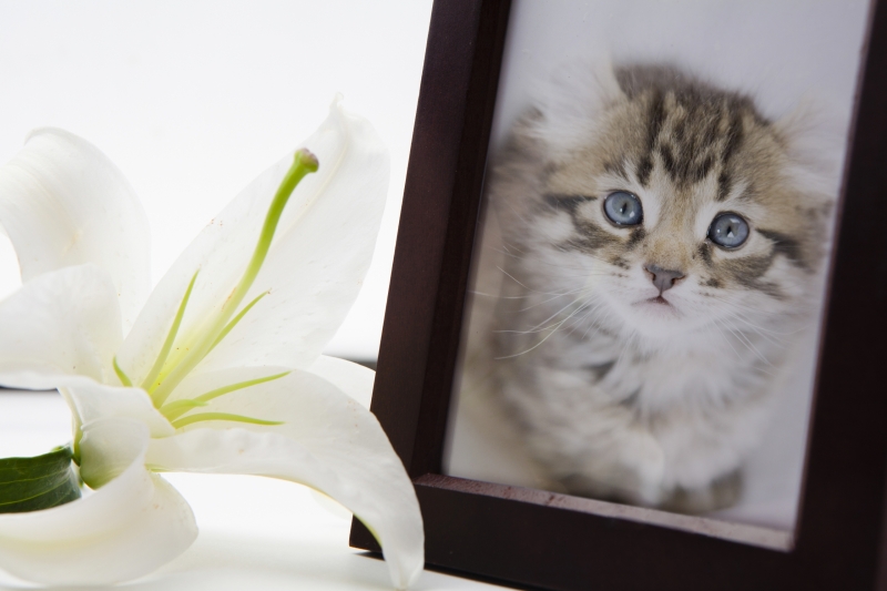 8-Ways-to-commemorate-your-pet