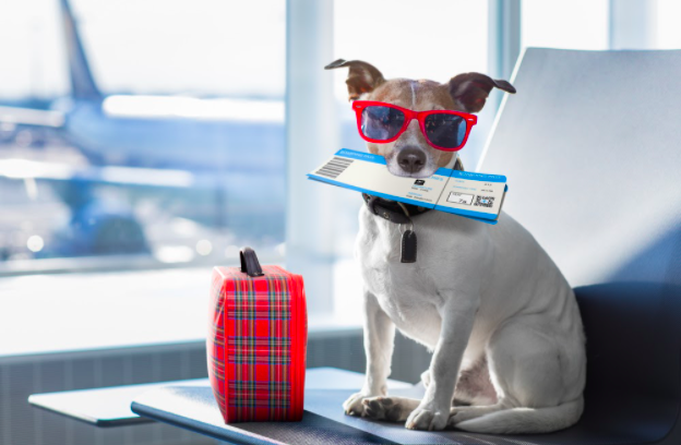 How To Prepare Your New Pet For Travel