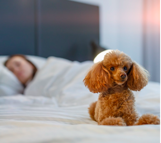 Pets Welcome at Quest Apartment Hotels