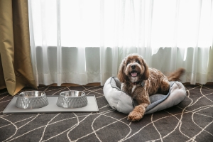 Holiday Inn Sydney Airport Dog Friendly Stays In Room