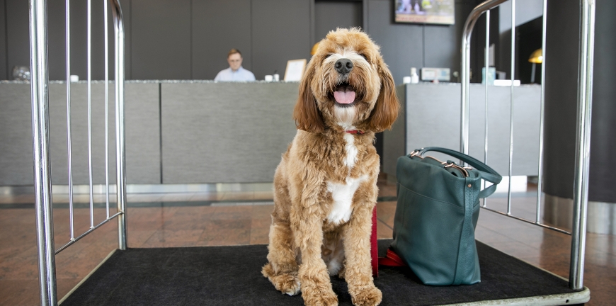 Holiday Inn Sydney Airport Wilbur At Hotel Entrance