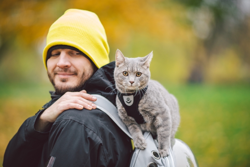 6 Essentials When Traveling With A Kitten