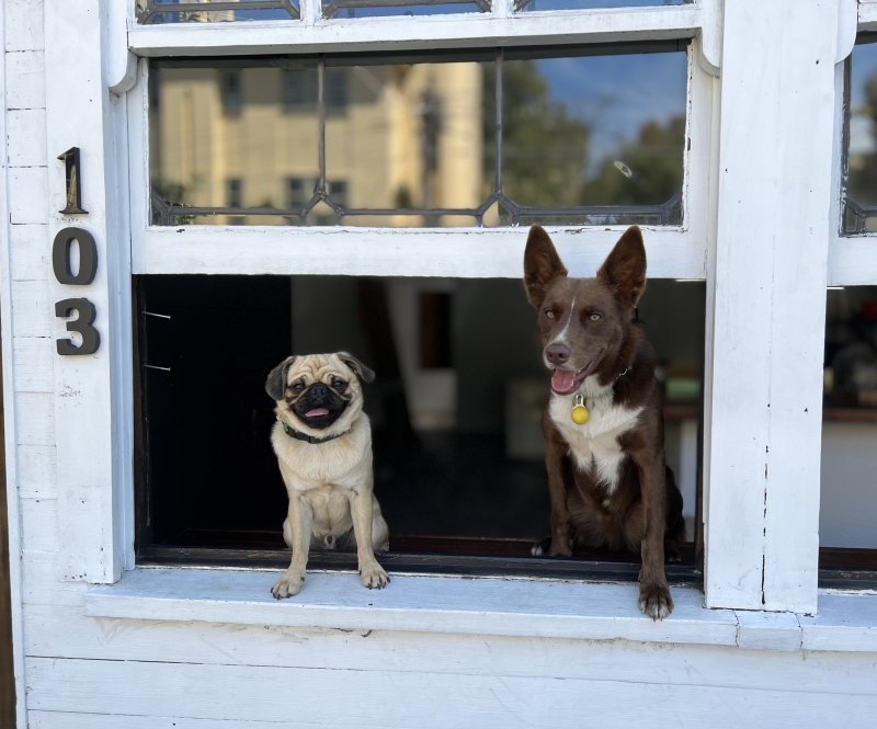 Chez Misty: Dog Crêperie and Café