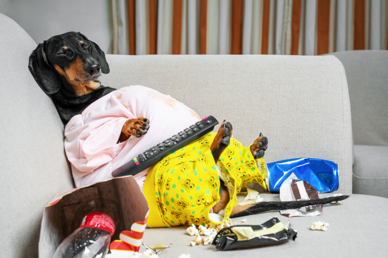 5 Ways To Prevent Canine Obesity