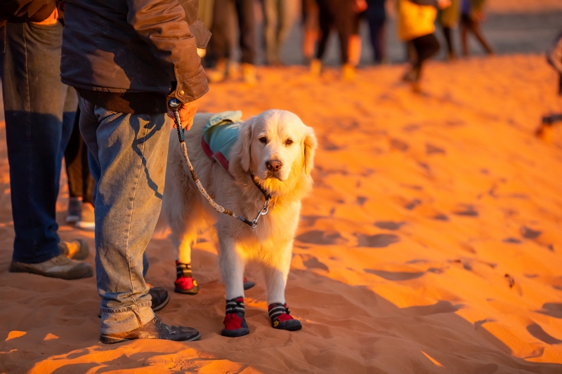 Dog Friendly Big Red Bash Music Festival 2022