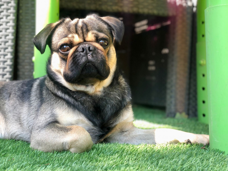 Pet Friendly Geelong