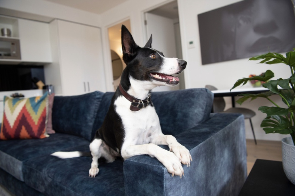 PetFriendly Geelong Pet Friendly