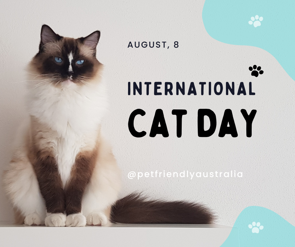 International Cat Day