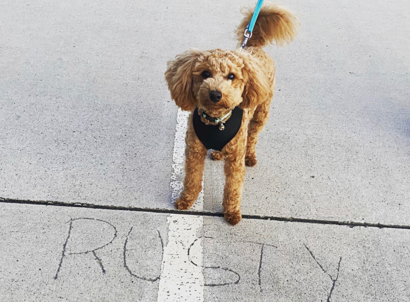 Pet Wills Rusty (1)