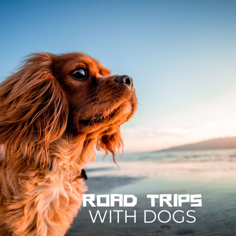 Road Trips With Dogs (1)