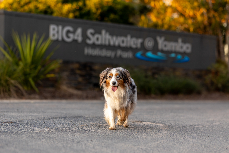 Big4 Saltwater @ Yamba Holiday Park 1