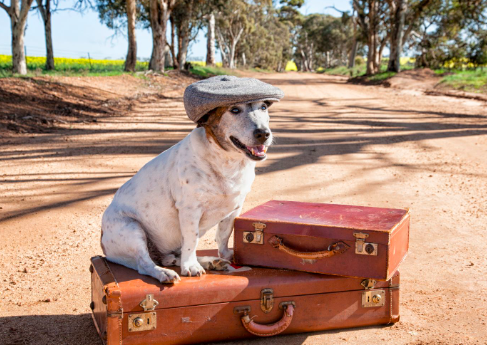 How to Travel with Your Dog on a Budget and Save Money