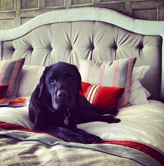 Hotels That Allow Pets
