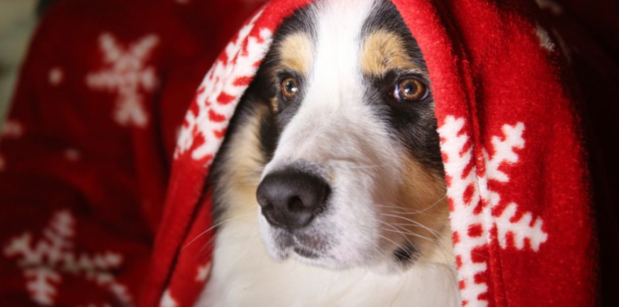 7 Tips For Travelling With Your Dog Over The Christmas Holidays