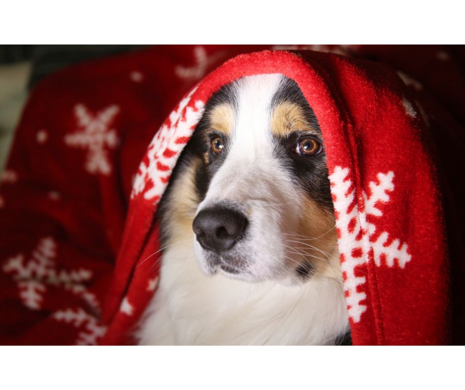 7 Tips For Travelling With Your Dog Over The Christmas Holidays