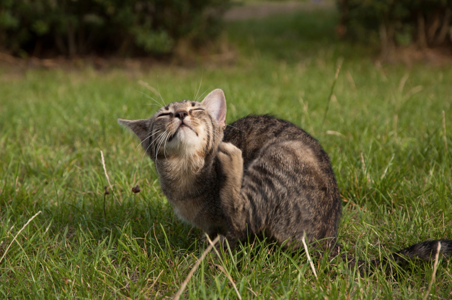 Felines And Fleas: A Guide For Pet Owners