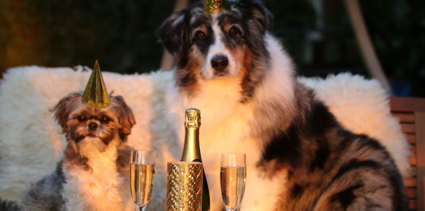 5 New Year’s Resolutions For Your Dog