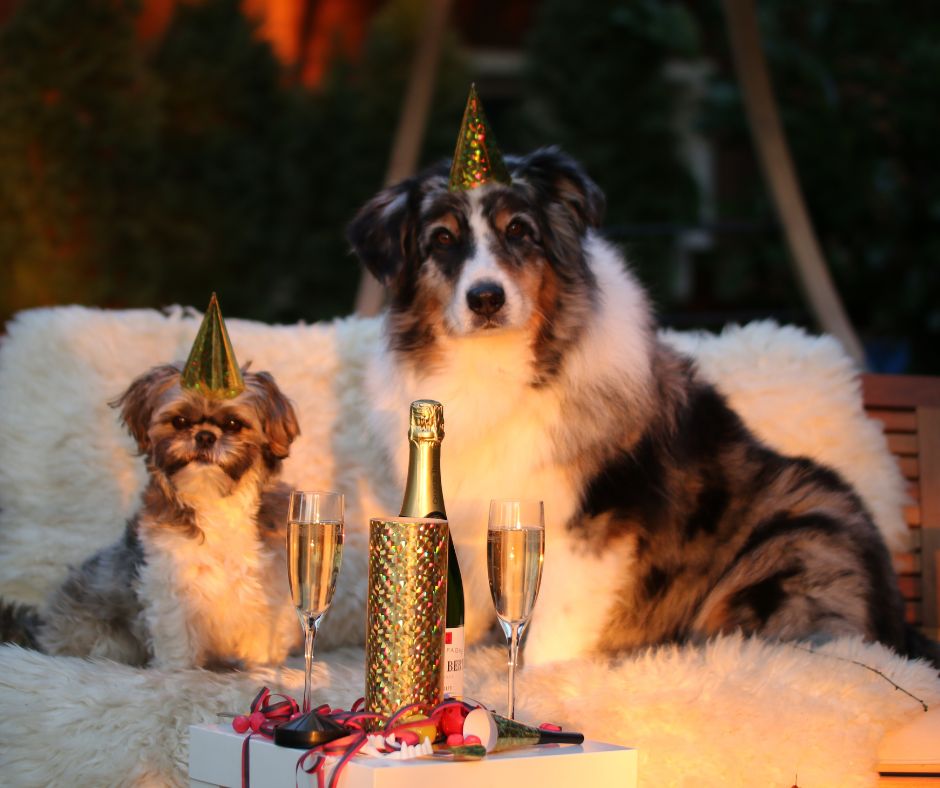 5 New Year’s Resolutions For Your Dog