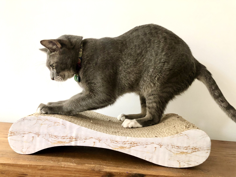 How Can I Stop My Cat From Scratching The Couch?